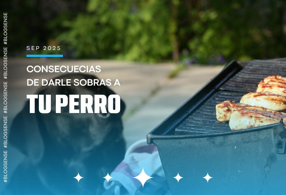 Consecuencias de darle sobras a tu perro